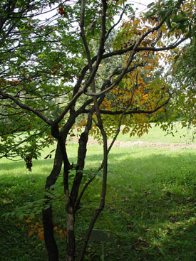 Aralia elata