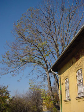 Tilia 'Bozsoki Klón'
