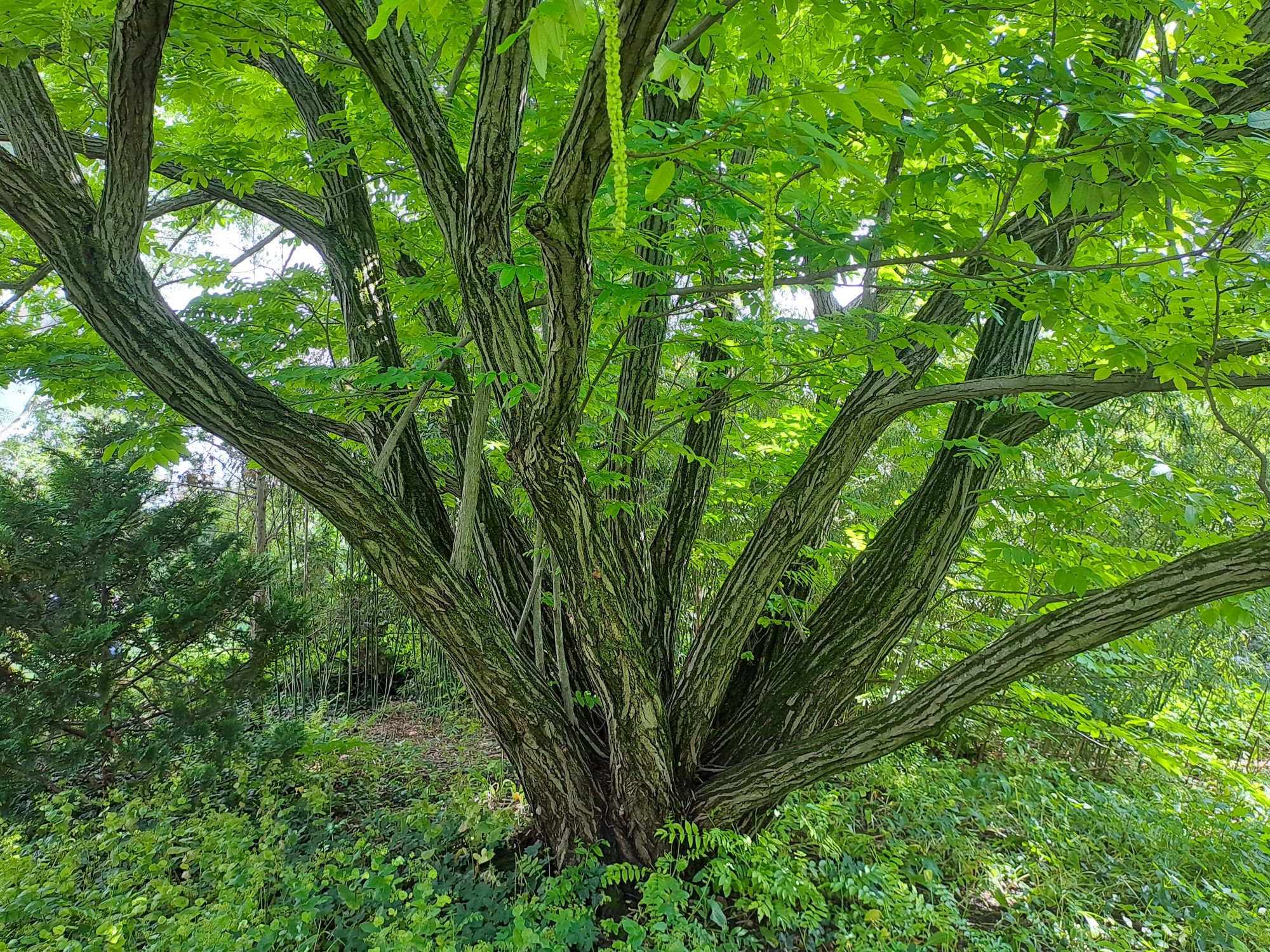 Pterocarya fraxinifolia